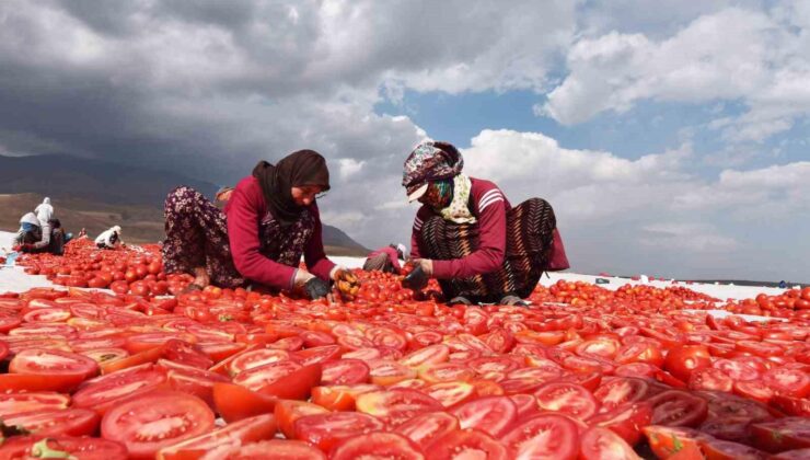 Bitlis’ten İtalya’ya kurutulmuş domates ihracatı