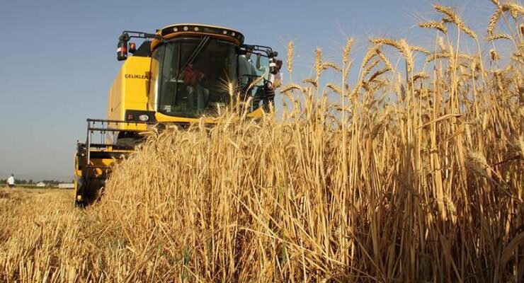 Buğday hasadı erken başladı, gözler TMO’ya çevrildi