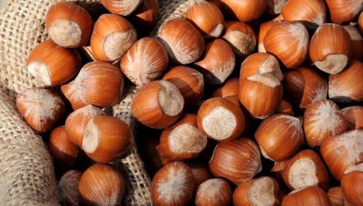 Fındık alım fiyatları açıklandı