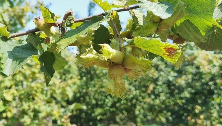 Fındık üreticilerine ‘erken hasat’ uyarısı
