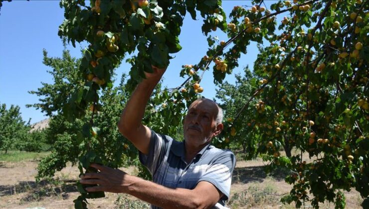 Kayısı yetiştiriciliğinde afetzedelere destek