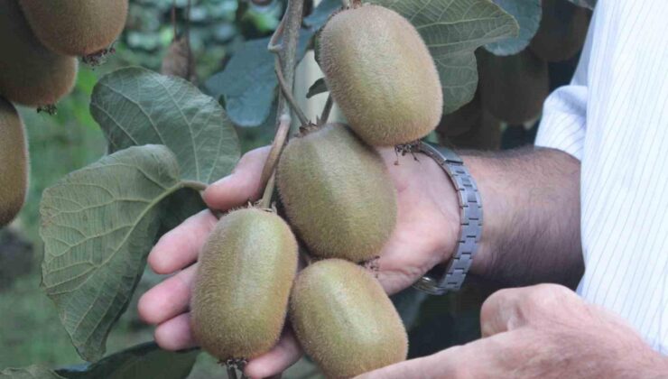 Ordu kivisinde rekolte düştü