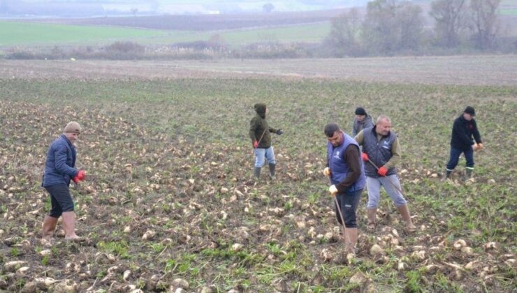 Trakya’da çiftçiler şeker pancarı mesaisi yapıyor