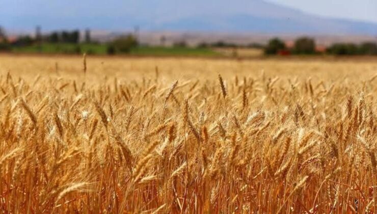 Türkiye’de tahılın yüzde 7.84’ünü Konya karşılıyor