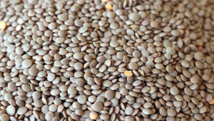 Yeşil mercimek ithalatında gümrük vergisi sıfırlandı, ihracatı kısıtlandı