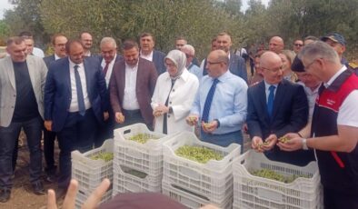 Ayvalık’ta yılın ilk zeytin hasadı yapıldı