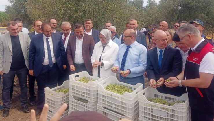 Ayvalık’ta yılın ilk zeytin hasadı yapıldı