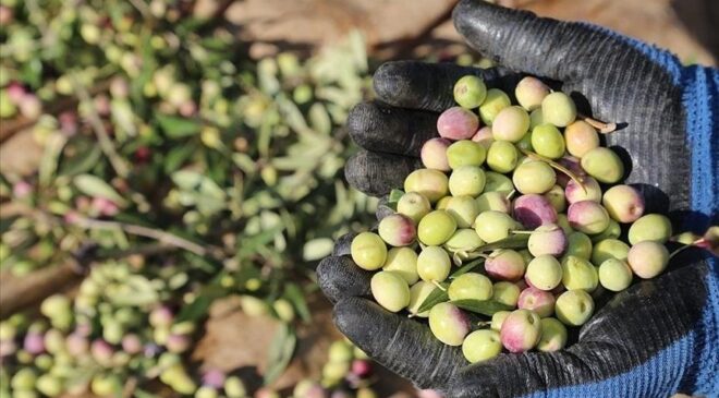 Marmarabirlik ürün alım fiyatlarını açıkladı