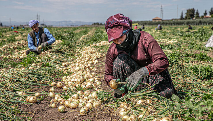 Tarım işçiliği geleceğin en hızlı büyüyen mesleği olacak