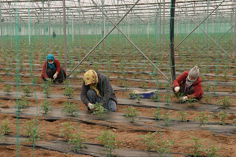 Tarım işçiliği geleceğin en hızlı büyüyen mesleği olacak