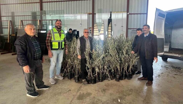 Antalya Büyükşehir Belediyesi Alanya’da üreticilere zeytin ve Toros fıstığı fidanı dağıttı