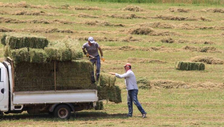 Hayvancılık sektöründe saman, yonca ve yemler zamlandı