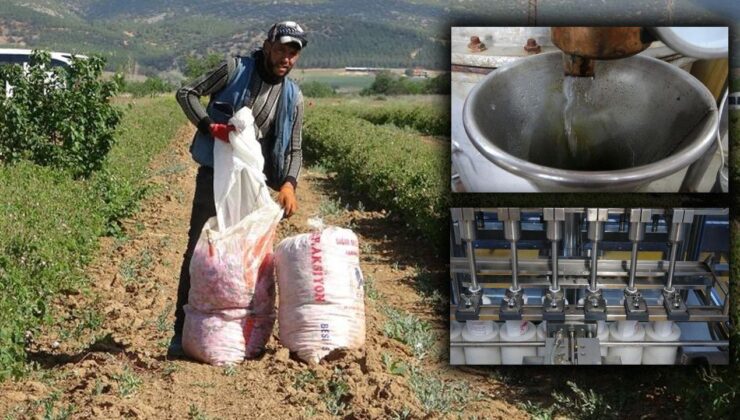 Isparta, 2024’te 50 milyon euro değerinde gül yağı ihraç etti