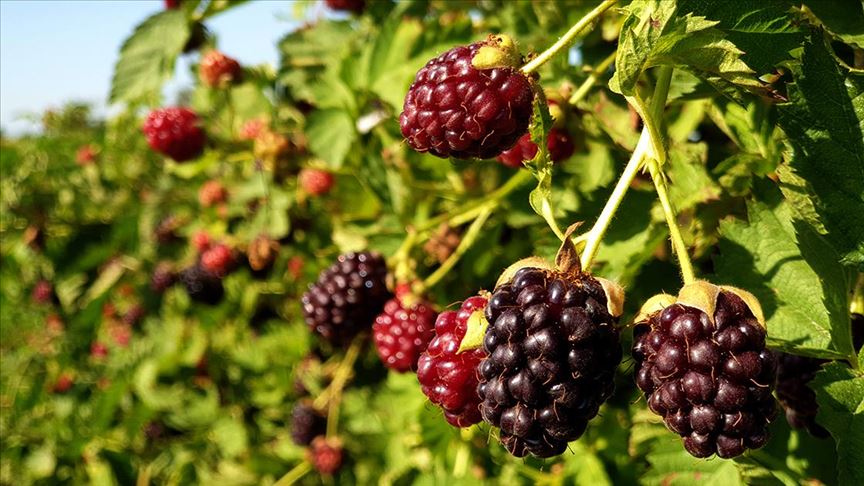 konya bozkır böğürtlen desteği başvuruları ne zaman