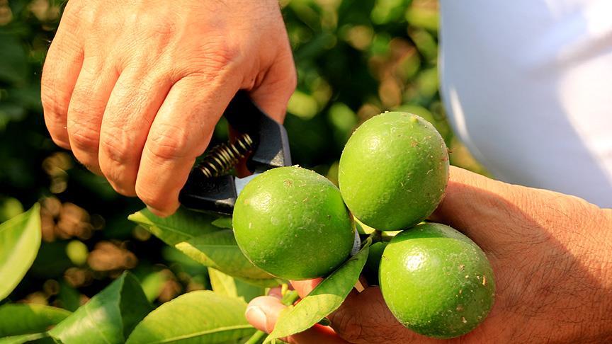 limon ne zamana kadar çıkar