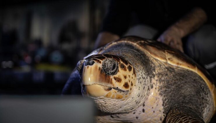 Yaralı Caretta Caretta mavi sularla buluşacağı günü bekliyor