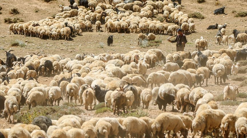 hayvancılığa destek kimler faydalanabilir