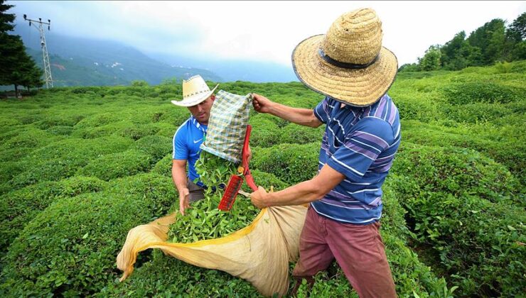 Çay ihracatı Türkiye ekonomisine dev katkı sağladı