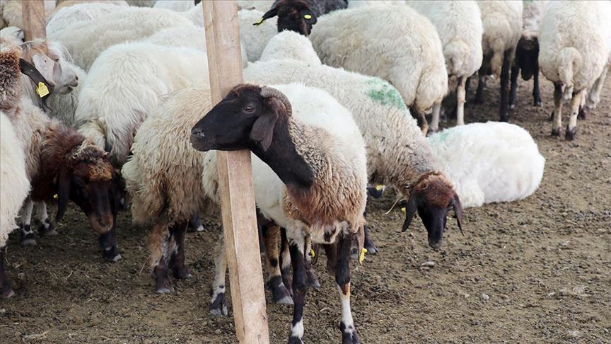 kırsalda bereket hayvancılık projesi kimler faydalanabilir