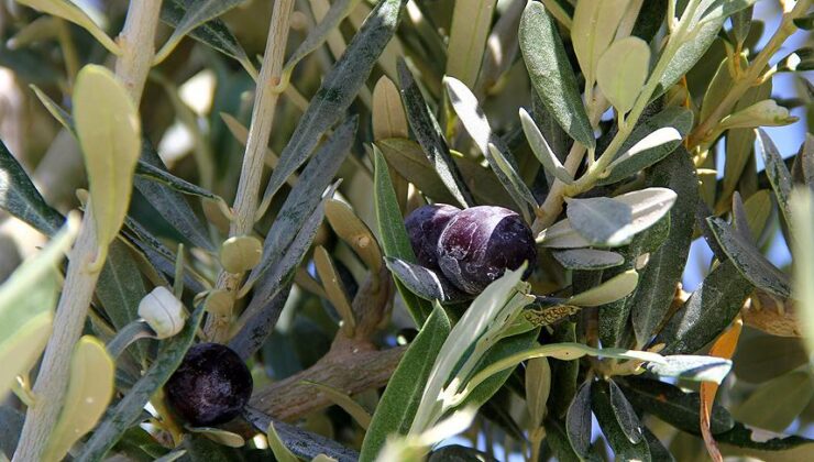 Köklü Zeytincilik Japonya Foodex’te zeytinyağını tanıtacak