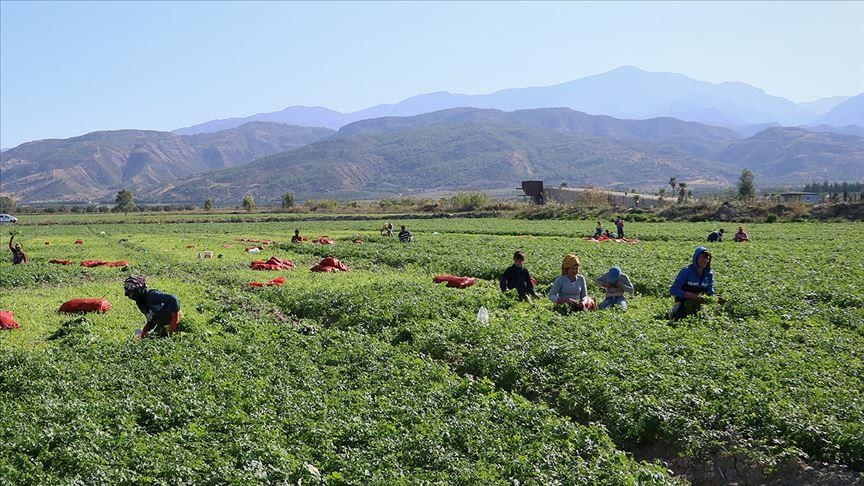 Tarım işçileri günlük ücreti 2025 kaç TL olacak