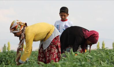 Tarım işçileri günlük ücreti 2025 kaç TL olacak? 2024 raporu açıklandı