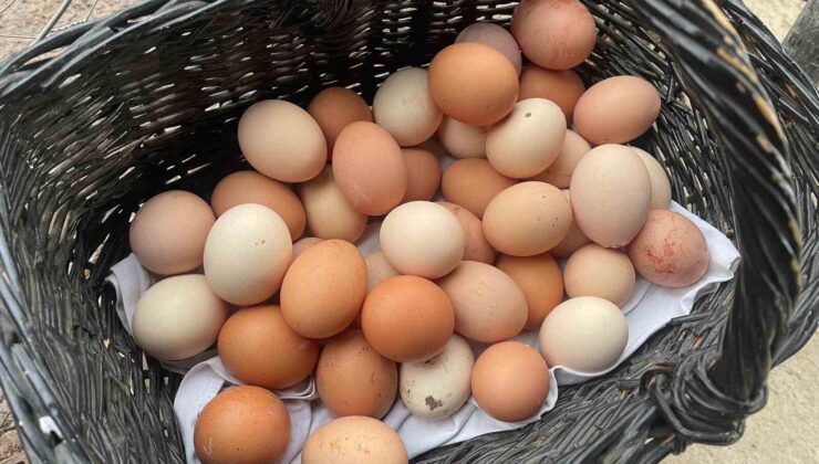 Yumurta fiyatları neden artıyor? YUM-BİR’den açıklama