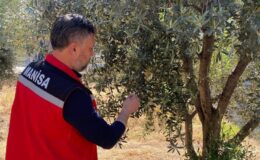 Pamuklu bit ilacı ne zaman atılır? Zeytin üreticisine uyarı geldi