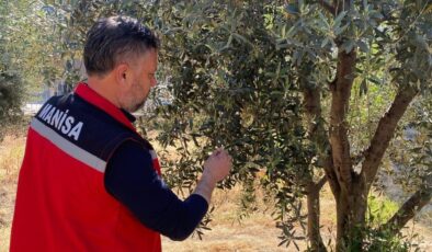 Pamuklu bit ilacı ne zaman atılır? Zeytin üreticisine uyarı geldi