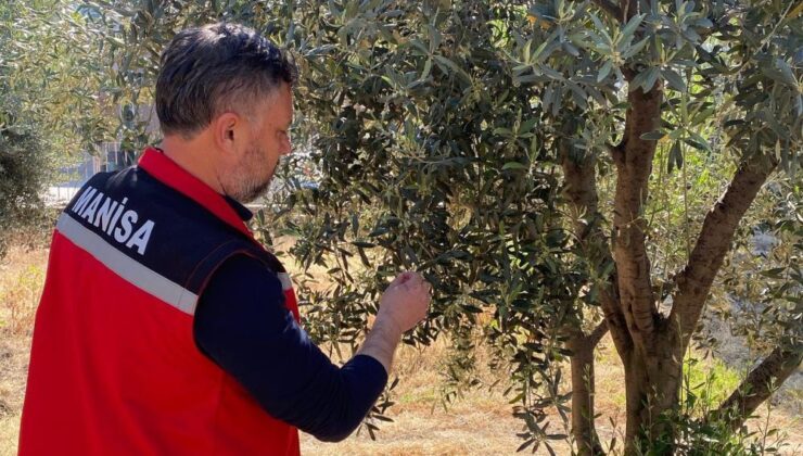 Pamuklu bit ilacı ne zaman atılır? Zeytin üreticisine uyarı geldi
