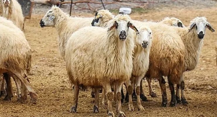 Kurban Bayramı ekonomiye can katacak: Piyasaya 350 Milyar TL giriş bekleniyor