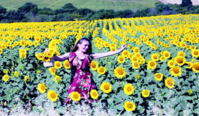Ayçiçek tarlaları fotoğrafçıların gözdesi oldu!