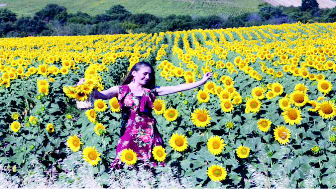 Ayçiçek tarlaları fotoğrafçıların gözdesi oldu!