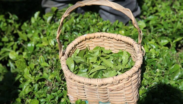 ÇAYKUR çay alımında yeni sistem: Randevuya dikkat