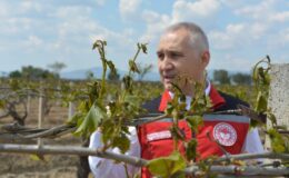 Don zararı sonrası bağlarda yapılması gerekenler! Manisa İl Tarım ve Orman Müdürü Metin Öztürk aktardı