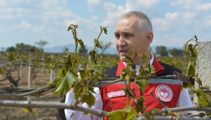 Don zararı sonrası bağlarda yapılması gerekenler! Manisa İl Tarım ve Orman Müdürü Metin Öztürk aktardı