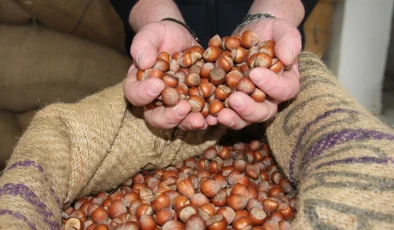 Fındık fiyatları bugün 23 Mayıs 2025… Ordu, Giresun, Fatsa serbest piyasa fındık fiyatı