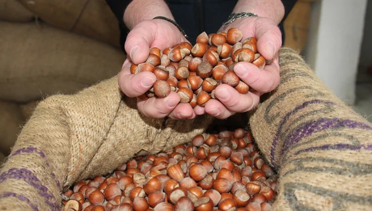 Serbest piyasa fındık fiyatı bugün 16 Mayıs 2025… Ordu, Giresun, Fatsa fındık fiyatları