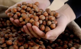 Fındık fiyatları düşer mi?