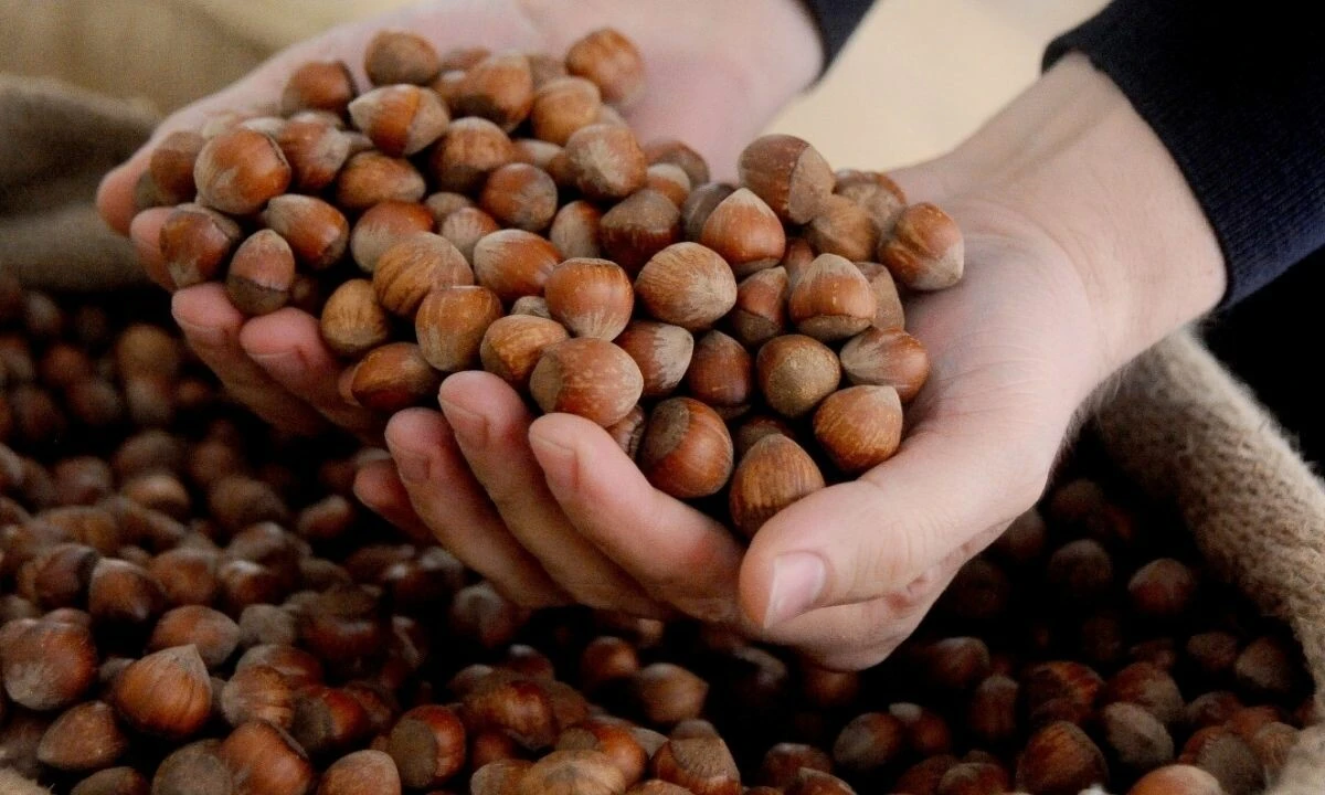 22 mayıs 2025 fındık fiyatları serbest piyasa fındık fiyatı ordu Giresun düzce sakarya