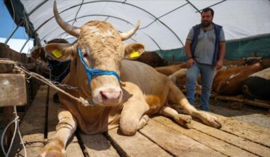 Kurbanlık dana, koyun hisse fiyatları ne kadar 2025?