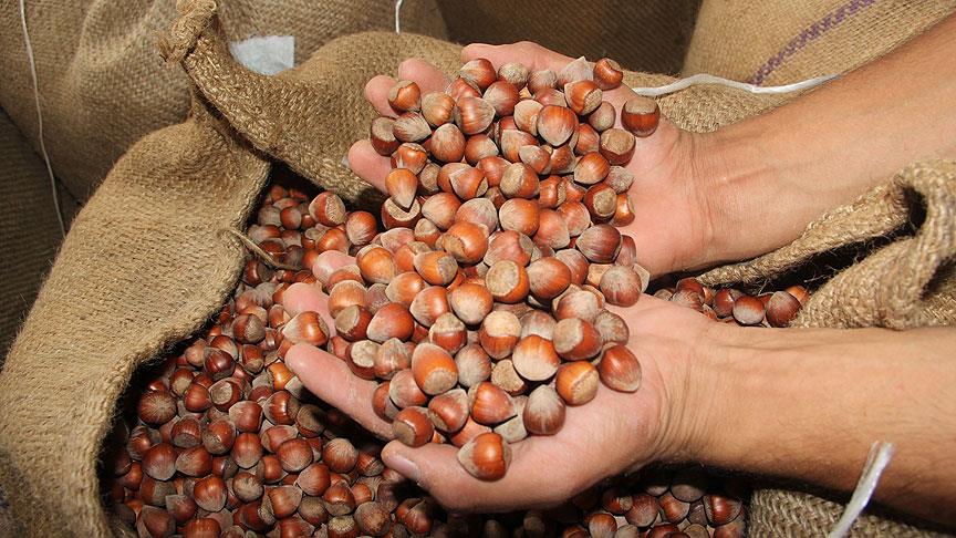 Serbest piyasa fındık fiyatı 2025 Ordu Giresun Fatsa fındık fiyatları