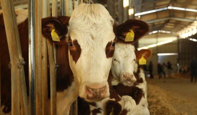 Büyükbaş buzağı, malak destekleri ne zaman yatacak? TC kimlik no 0, 1, 2, 3, 4, 5, 6, 7, 8, 9 olanlar dikkat