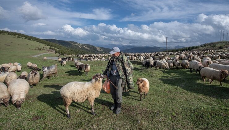 Kuzu oğlak destek ödemeleri ne zaman, saat kaçta yapılacak?