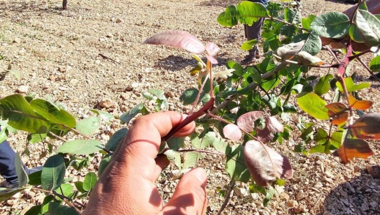 Fıstık fiyatlarına zam var mı sorusuna üreticiden cevap