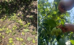 Tonlarca armut ve şeftaliyi koparıp yere atıyorlar, işte nedeni