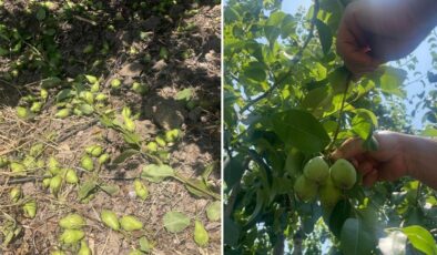 Tonlarca armut ve şeftaliyi koparıp yere atıyorlar, işte nedeni
