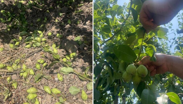 Tonlarca armut ve şeftaliyi koparıp yere atıyorlar, işte nedeni