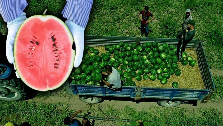 Karpuzun tarla fiyatında büyük düşüş! Ucuza yemek için acele edin, sadece 1 hafta sürecek