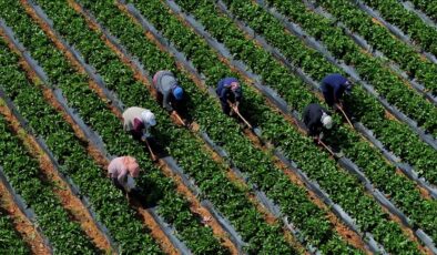 Çiftçiye mazot, gübre, buzağı ve çay budama desteği hesaplara yatacağı tarih belli oldu
